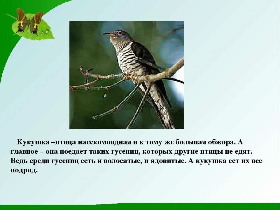 Кукушка читать краткое содержание. Кукушка. самые интересные факты о кукушке. интересные факты о жизни кукушки. кукушка насекомоядная птица.