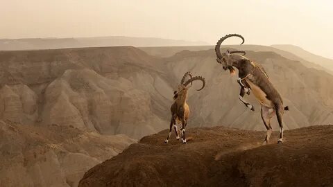 Wildlife photographer of the year 2024