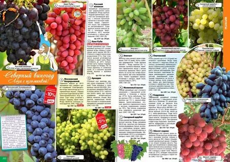 Виноград каталог