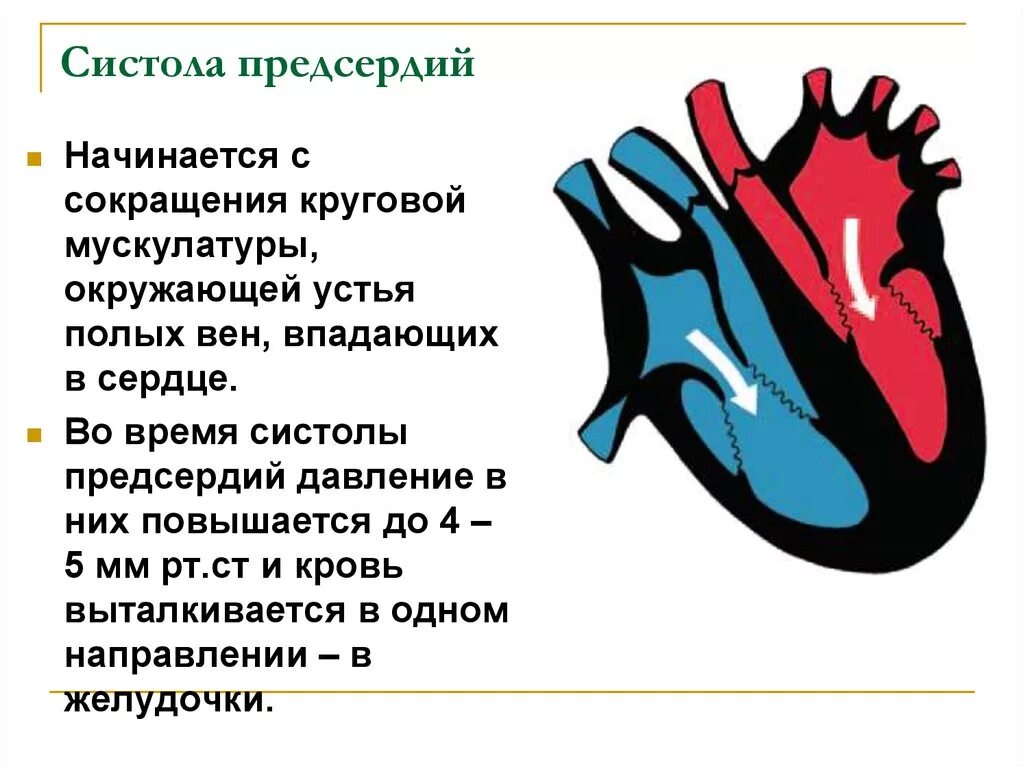 Фазы систолы предсердий. Систола предсердий. сокращение (систола) предсердий. во время систолы предсердий. систола предсердий систола желудочков.