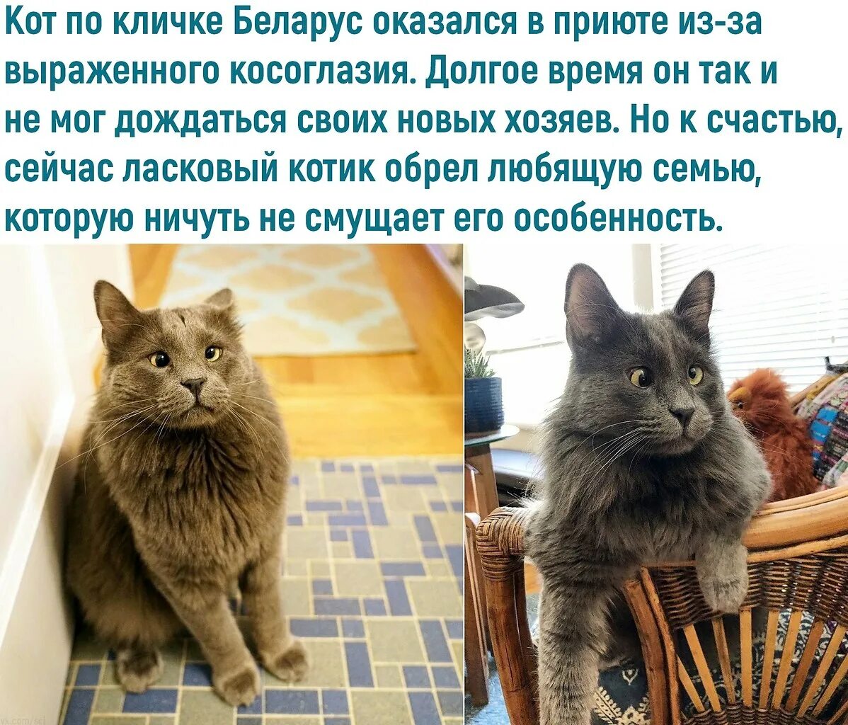 Почему называют киской. Кличка для кота. Имя для кота. Кличка для котика. Интересные имена для кошек.