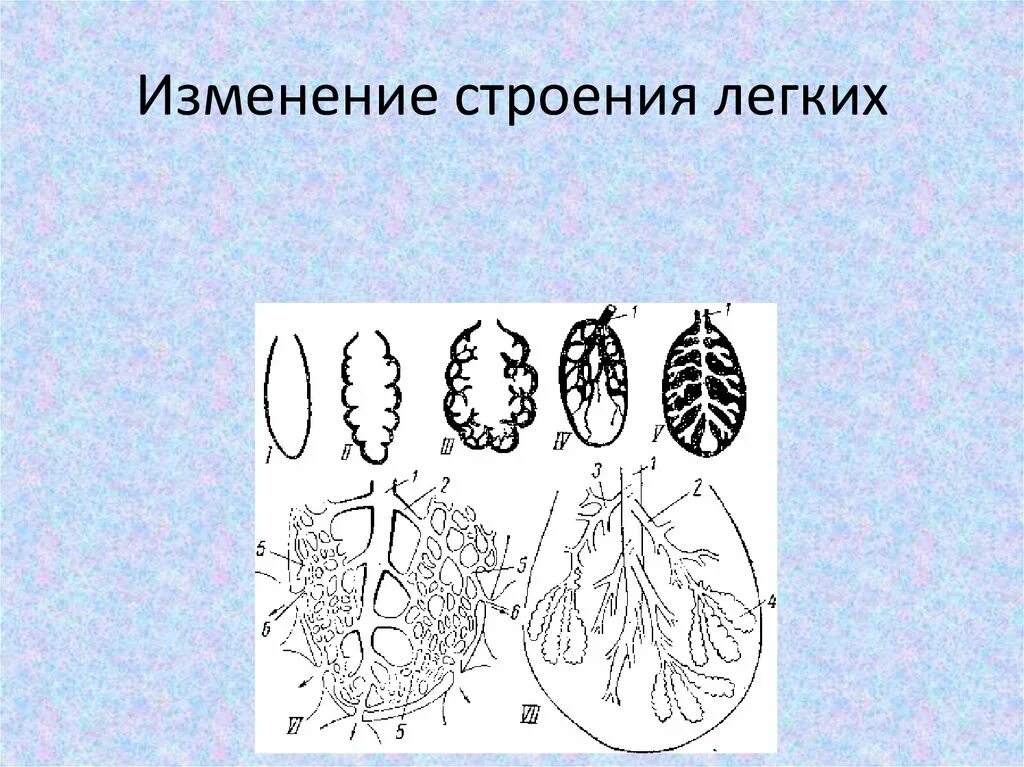 Как меняется строение. Развитие легкого анатомия. Строение лёгких. Изменение структуры легкого. Строение легких у детей.