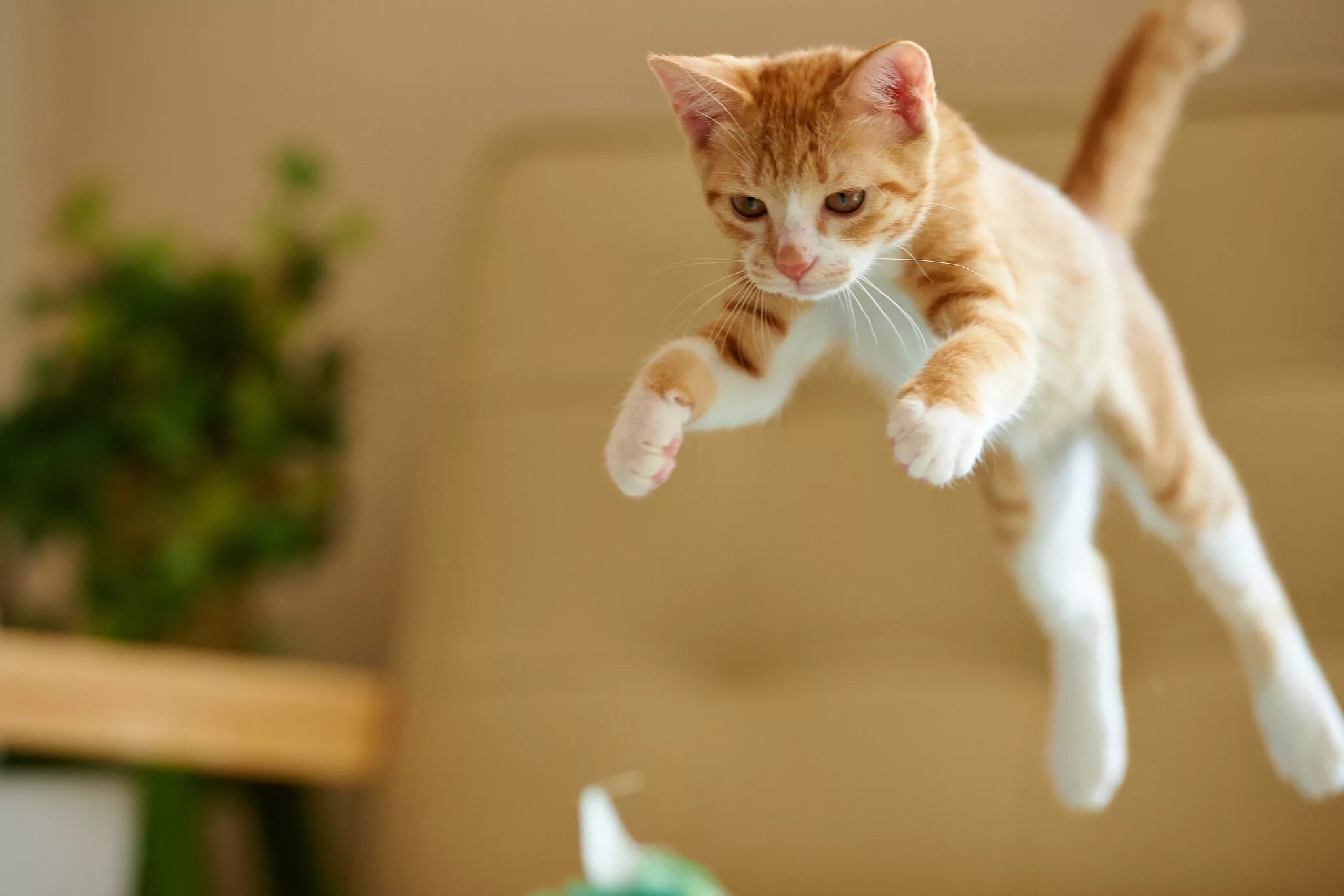 Pe cats. Pe cats