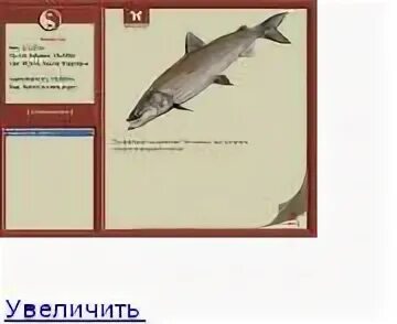 реальная рыбалка нельма