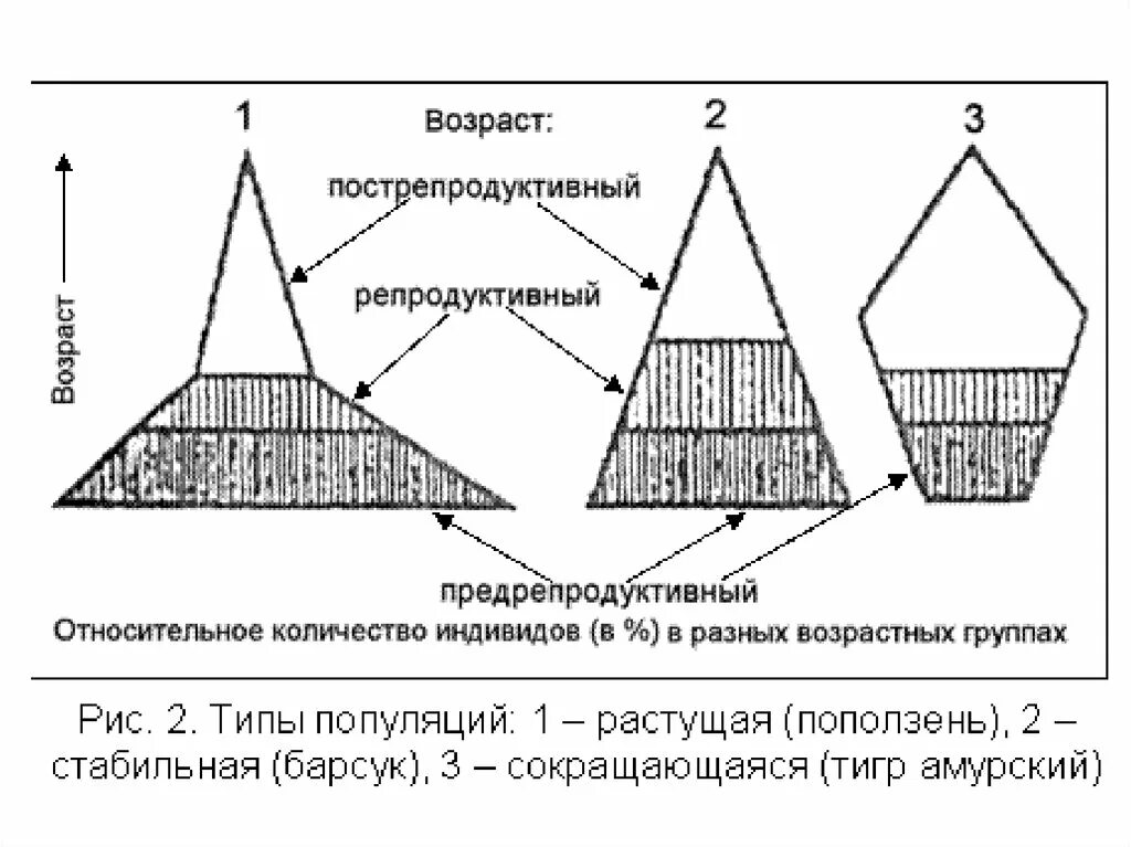 Возрастные группы популяции. Возрастная пирамида растущей популяции. Возрастная структура популяции структура. Типы половозрастной структуры популяции. Возрастная структура популяции схема.