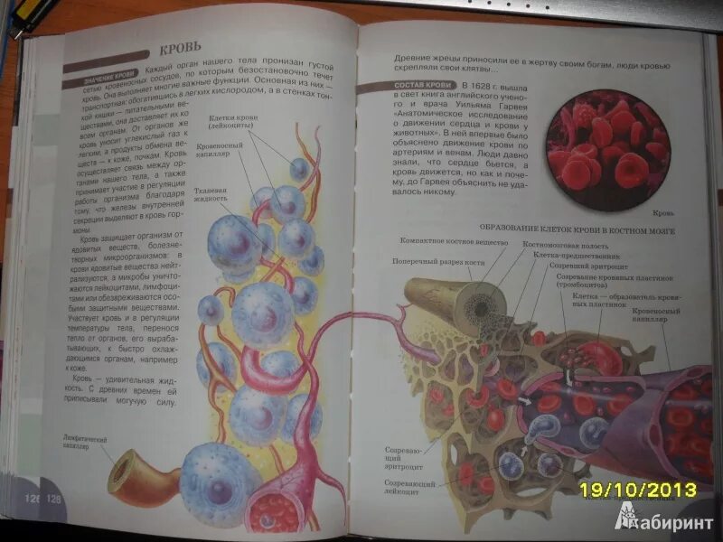 Биология 8 класс стр 189. Биология 8 класс человек Сонин Сапин. Анатомия 8 класс учебник Сонин. Учебник по биологии 8 класс анатомия.