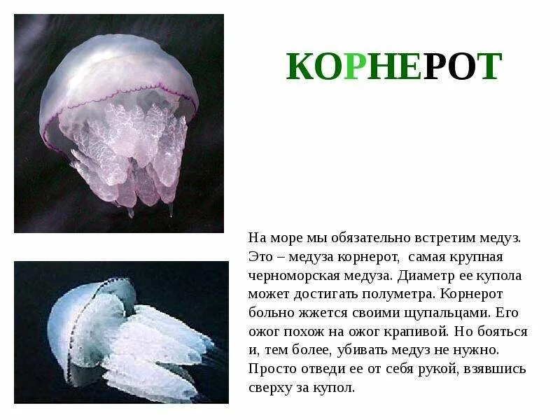 Медуза корнерот в черном море. Медуза корнерот симметрия. Самая большая медуза корнерот. Медуза корнерот симметрия тела. Медуза какая симметрия тела