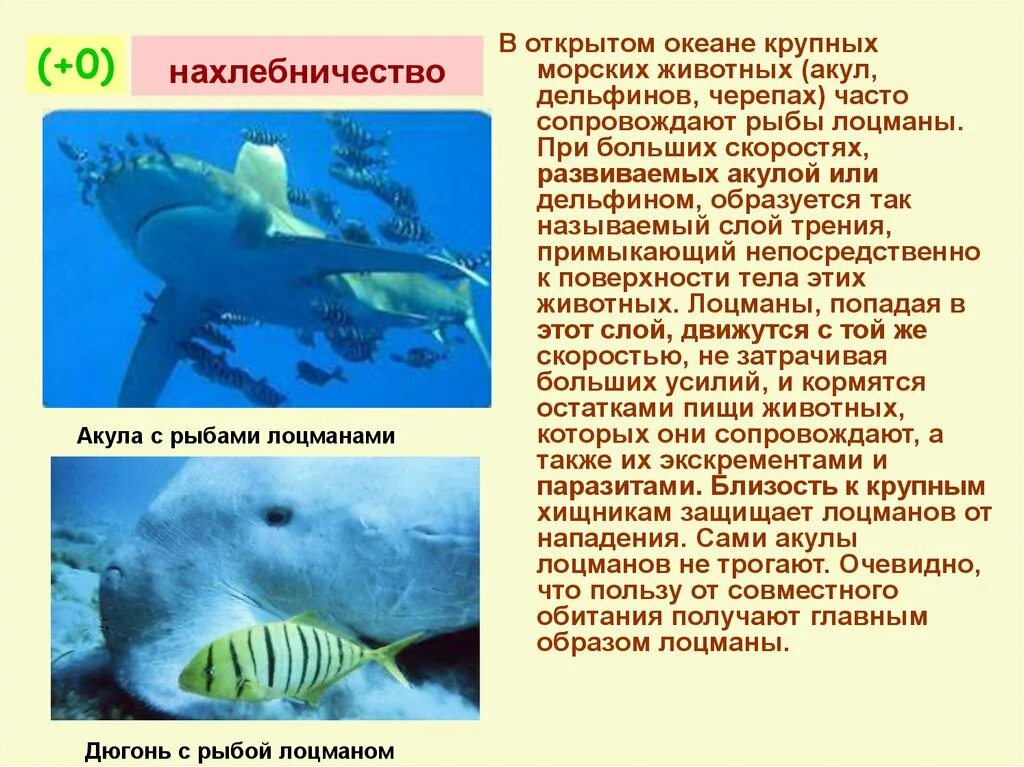 Тип взаимоотношений нахлебничество. Комменсализм нахлебничество. взаимоотношения организмов нахлебничество. нахлебничество у животных. симбиоз нахлебничество.