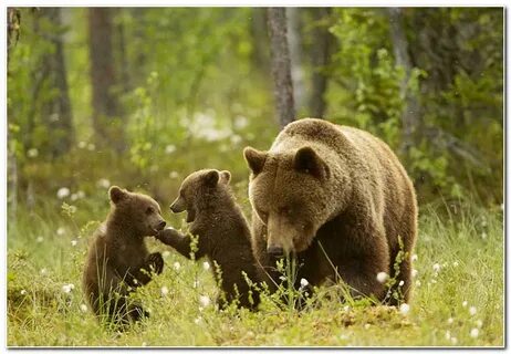 Мир животных бурый медведь