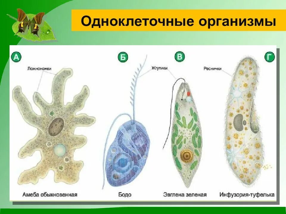 Назовите уровни организации многоклеточного организма. Простейшие одноклеточные амеба. Представители подцарства одноклеточные. Жгутиконосец Бодо. Органоиды передвижения одноклеточных простейших.