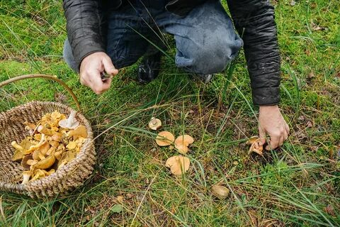 Collecting mushrooms
