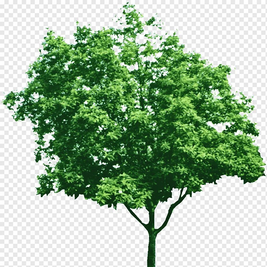 This is tree tree is green