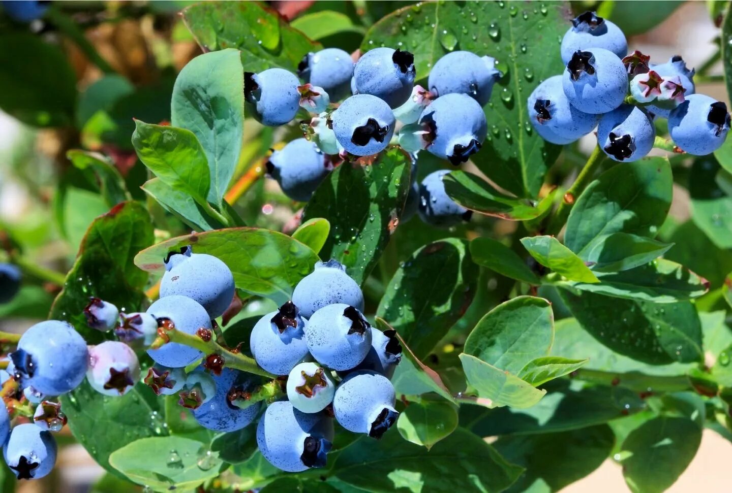 Голубика Садовая. Голубика в саду. Vaccinium uliginosum голубика. Голубика Блюголд. Голубика чиппева описание