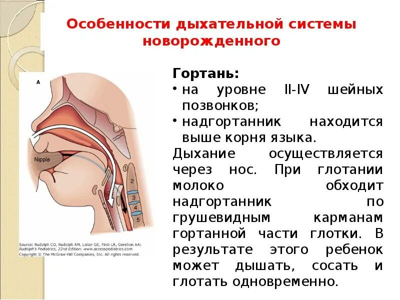 Воздух из гортани попадает в. Возрастные особенности дыхательной системы у детей. Возрастные особенности гортани. Возрастные особенности органов дыхания. Особенности дыхательной системы.