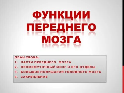 Перечислите функции переднего мозга. Передний мозг функции. функции переднего мозга 8 класс. функции переднего мозга биология 8 класс. презентация функции переднего мозга биология 8 класс.