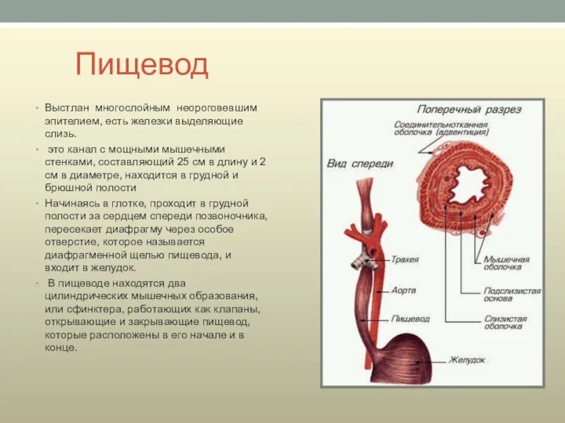 Процессы пищевода человека