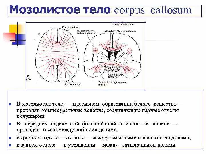Спайки головного мозга. Комиссуральные волокна мозолистого тела. Комиссуральные волокна белого вещества. Отделы мозолистого тела анатомия. Мозолистое тело функции.