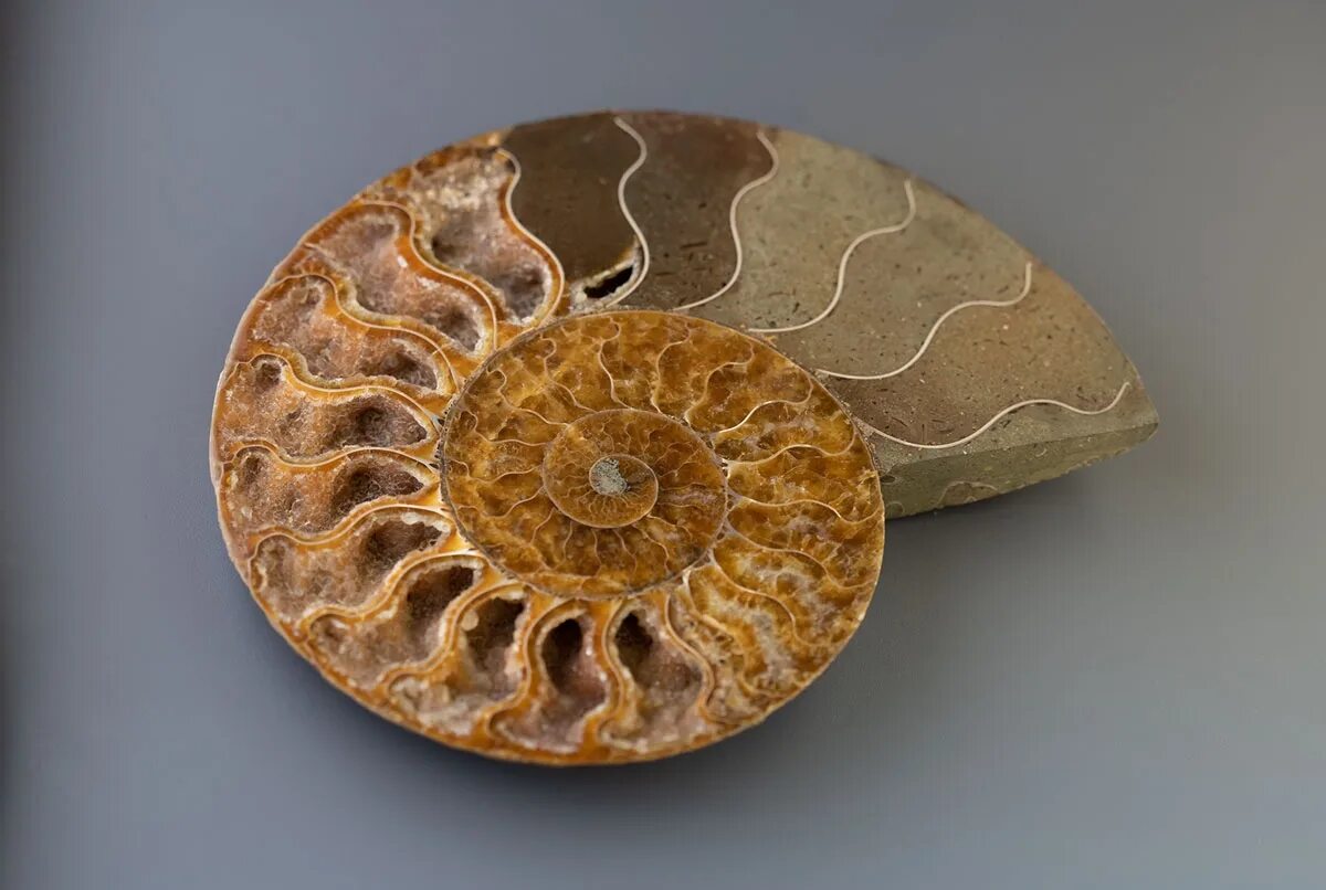 аммонит халцедон. аммониты из мадагаскар. аммониты размеры. срез аммонита. срез аммонита.