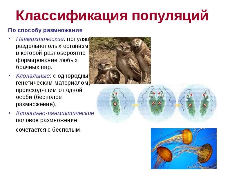 Панмиктическая популяция. Панмиктические популяции. Классификация популяций. Организм популяция. Клонально панмиктические популяции.