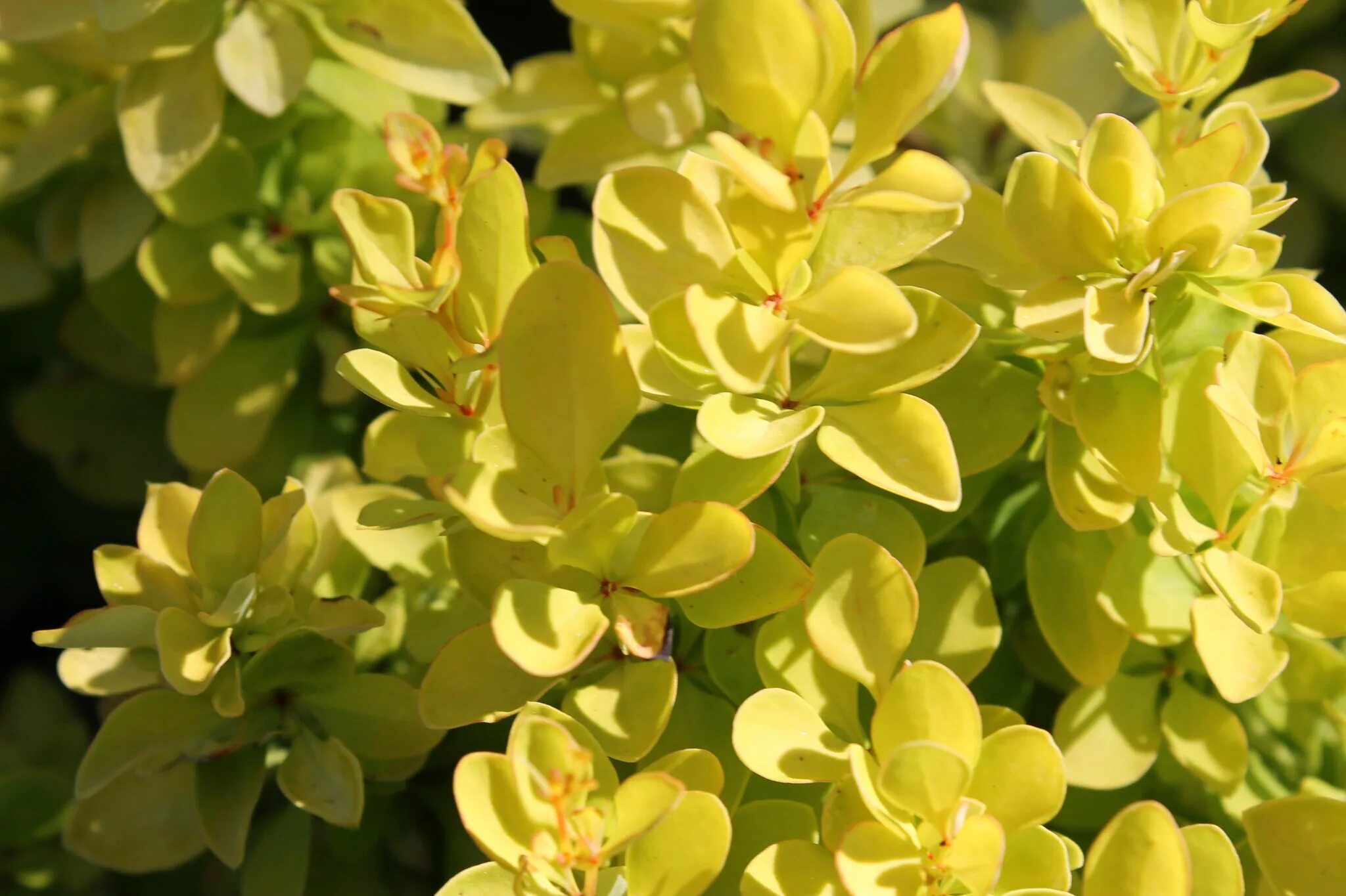 Тини голд. Барбарис Тунберга Ауреа. Барбарис Тунберга (Berberis thunbergii Concorde). Барбарис Тунберга Ауреа (с2). Барбарис Тунберга желтый Ауреа.