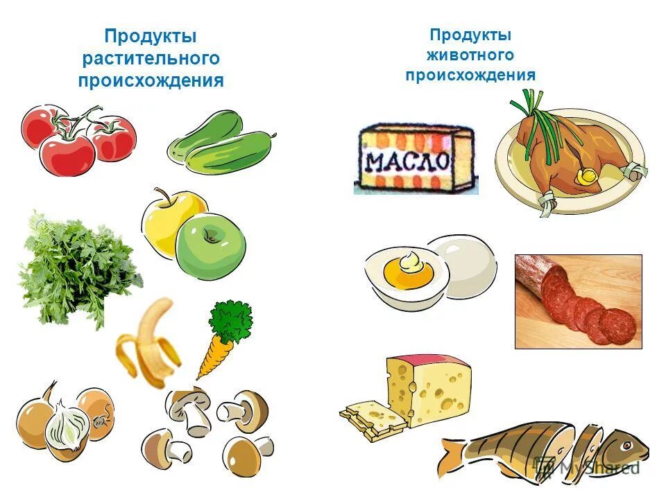 продукты животного и растительного происхождения список. продукты питания растительного происхождения. примеры продуктов растительного происхождения. растительное происхождение продуктов. пиа животного и растительного происхождения.