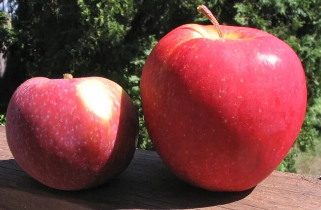Яблоки фунтовка. Самый крупный сорт яблок. Огромные яблоки сорт. Сорт самого большого яблока. Сорт крупных яблок