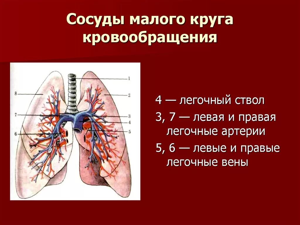 Легкие артерии и вены. Малый круг кровообращения легочная артерия. Лёгочные вены и лёгочные артерии малый круг кровообращения. Сосуды малого легочного круга кровообращения. Основные сосуды малого круга кровообращения.