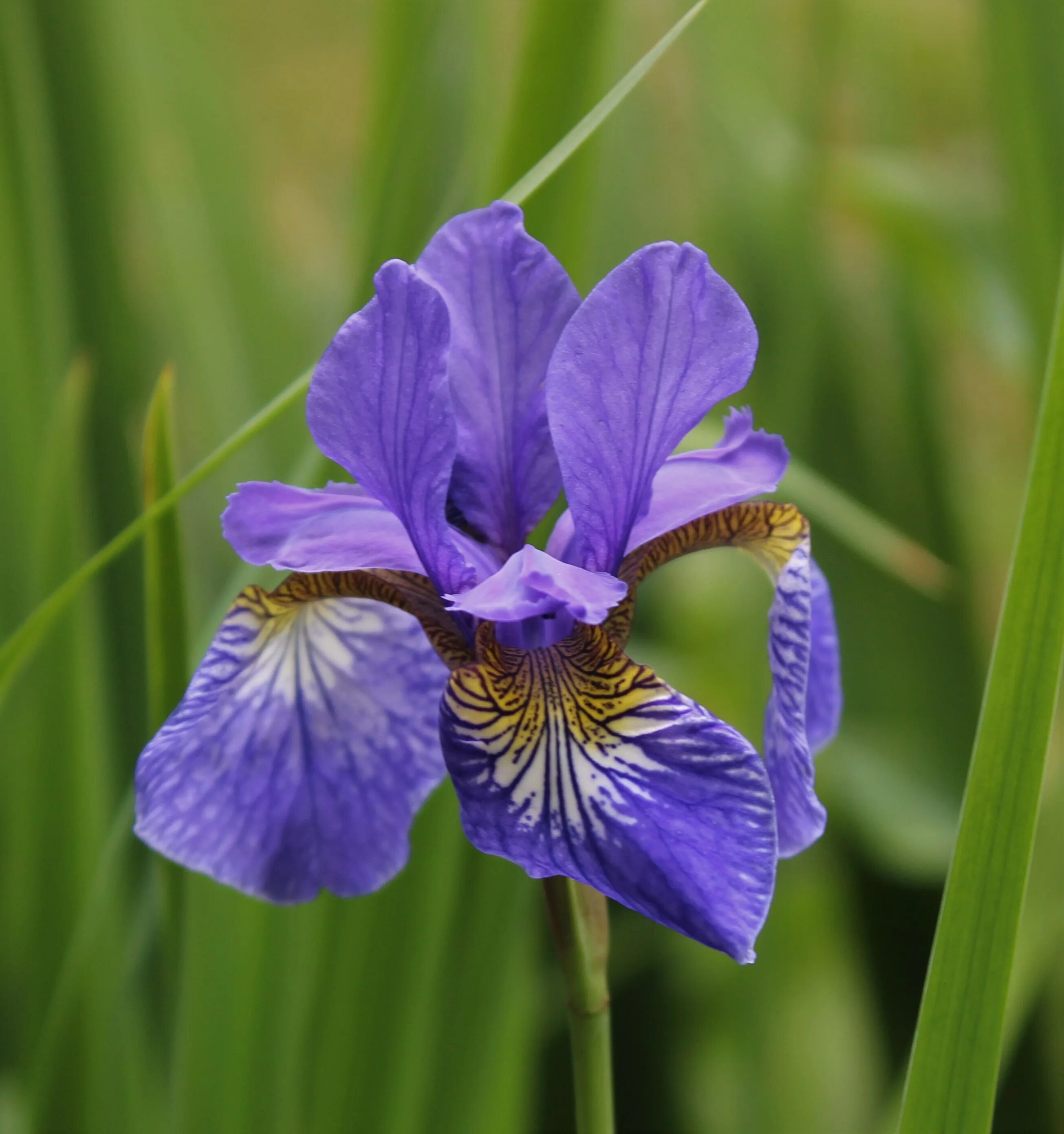 Три сы. Ирис Сибирский Iris sibirica. Ирис Сибирский (Iris sibirica `Barcelona`). Ирис Касатик Сибирский. Ирис Сибирский Дабл стандарт.