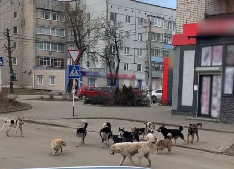 Авито новозыбков животные домашние собаки. Животные новозыбкова. Петрен и вьетнамскую. Если скрестить дюрка. Животные новозыбкова.