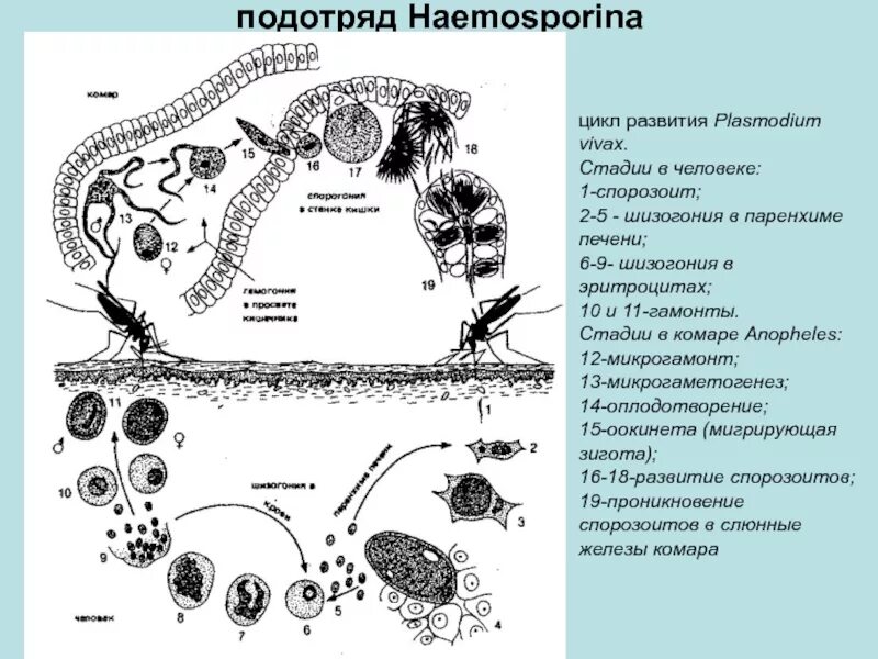 Малярийный плазмодий в кишечнике. Жизненный цикл малярийного плазмодия схема. Тип Споровики жизненный цикл малярийного плазмодия. Жизненный цикл плазмодия схема. Цикл малярийного плазмодия схема.