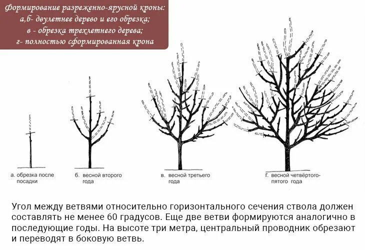 Обрезка деревьев для начинающих. Обрезка плодовых деревьев яблонь. формировка кроны яблони осенью. схема обрезки яблони весной. правильно обрезать яблоню осенью схема подрезки.