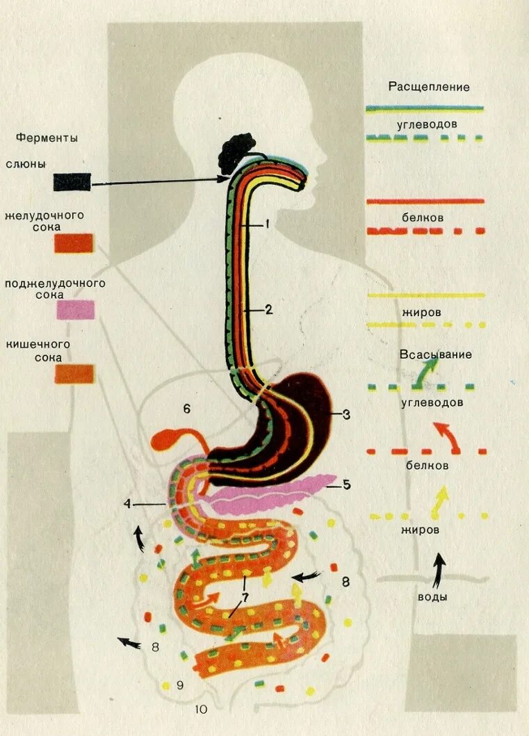 Последовательность жкт. Строение органов желудочно-кишечного тракта. Последовательность жкт. Последовательность жкт. Пищевой тракт человека схема.