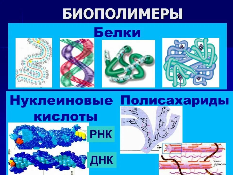 Система биополимеров. Биологические полимеры нуклеиновые кислоты. Биополимеры белки строение. Молекулы биополимеров. Белки нуклеиновые кислоты полисахариды биополимеры.