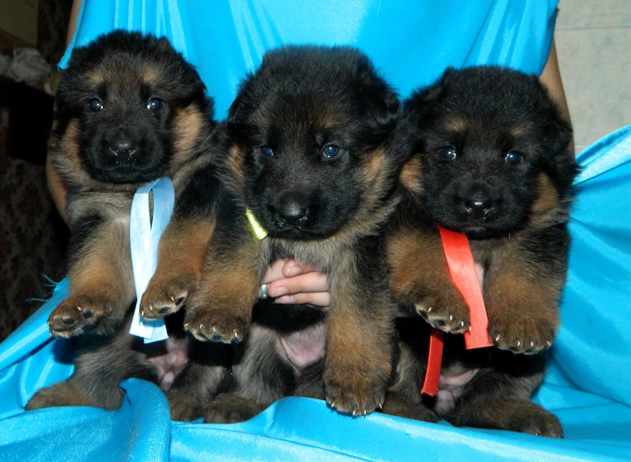 5 месяца чепрачные. Авито башкортостан немецкая овчарка щенки. Недельные щенки овчарки. Немецкая овчарка щенок 1 год. Маленькие щенки немецкой овчарки.