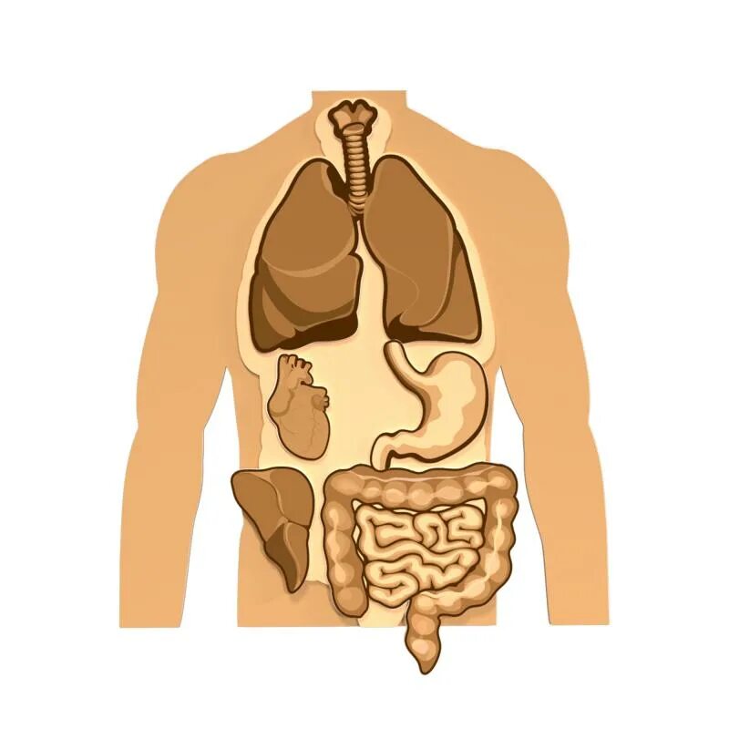 Аппликация внутренние органы. Модель человека с внутренними органами. Макет тела человека с органами для детей. Макет внутреннего строения человека.