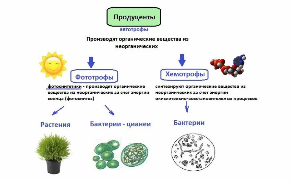 Продуценты например. Продуценты консументы и редуценты биогенные вещества. Тип питания организмов автотрофный гетеротрофный. Бактерии продуценты примеры. Типы продуцентов.