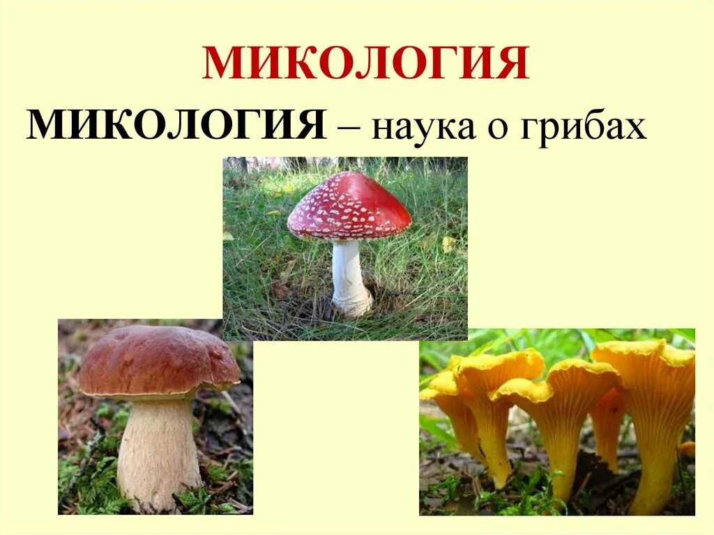 Микология это наука. Микология наука о грибах. Микология грибы. Изучаем грибы.
