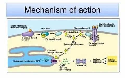 Mechanism of action