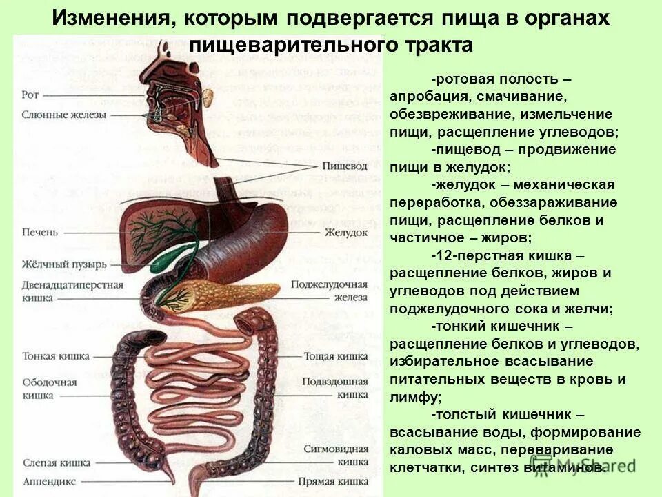 Движение пищи по пищеварительной системе схема. Расщепление питательных веществ происходит. Завершает расщепление питательных веществ. Белки расщепляются в двенадцатиперстной кишке. Вещества участвующие в переваривании пищи.