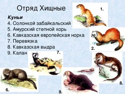 Вид семейства куньих отряд хищных