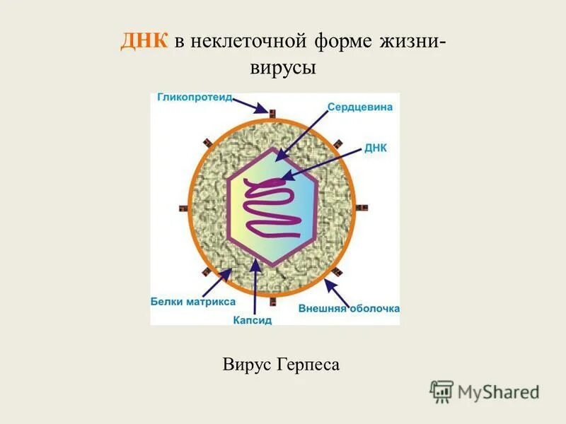 Неклеточное строение вирусов. Схема строения вируса герпеса. Вирусы неклеточные формы жизни. Вирус герпеса размер.