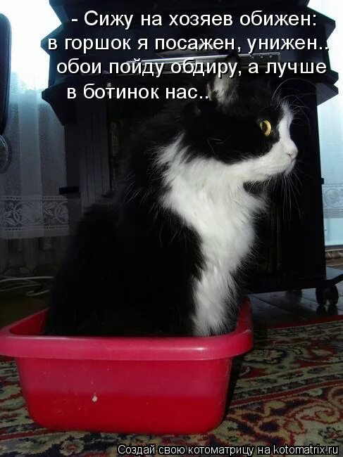 кот отвернулся. кошка с хозяйкой. рыжий кот обернулся. обиженные котики. гости обидели хозяйку.