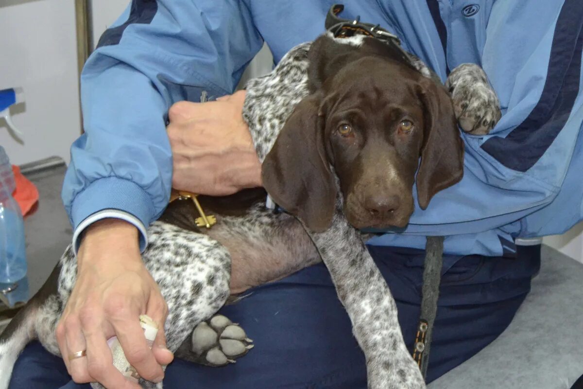 терапия животных. картинки больных животных. девушка ветеринар. рентгенография в ветеринарии. шубин ветеринар балаково.