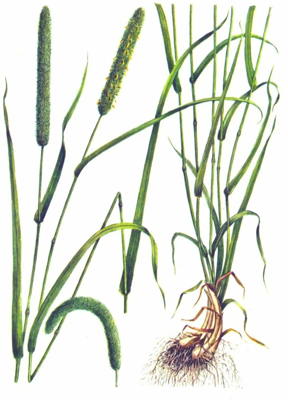 Тимофеевка степная. Тимофеевка Степная (Phleum phleoides). Тимофеевка Луговая (Phleum pratense l.). Тимофеевка узловатая. Стебель тимофеевки Луговой.