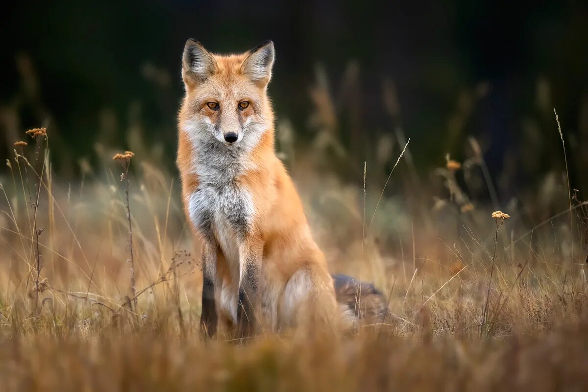 лиса в курской области. лиса на поляне. Red fox twitter. лис фокс. лисы на бревне.