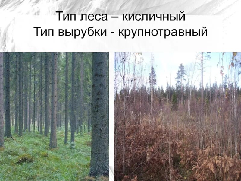 Тип леса бр. Типы леса. виды лесных вырубок. кисличные типы лесов. тип леса березняк.