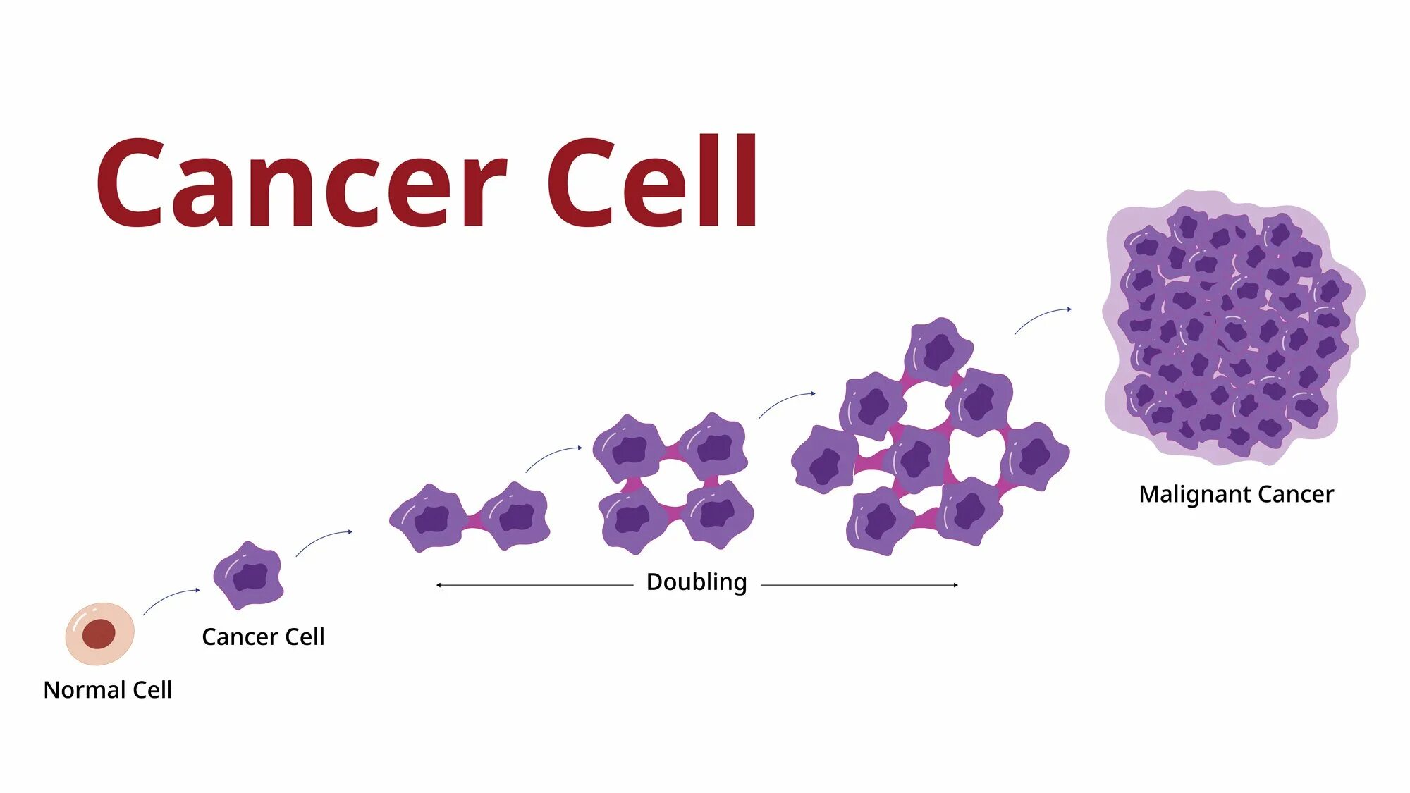 2 Cell Stage вектор. Раковая клетка вектор. Stages of cancer