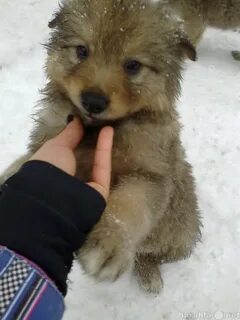 Отдам рыбинск