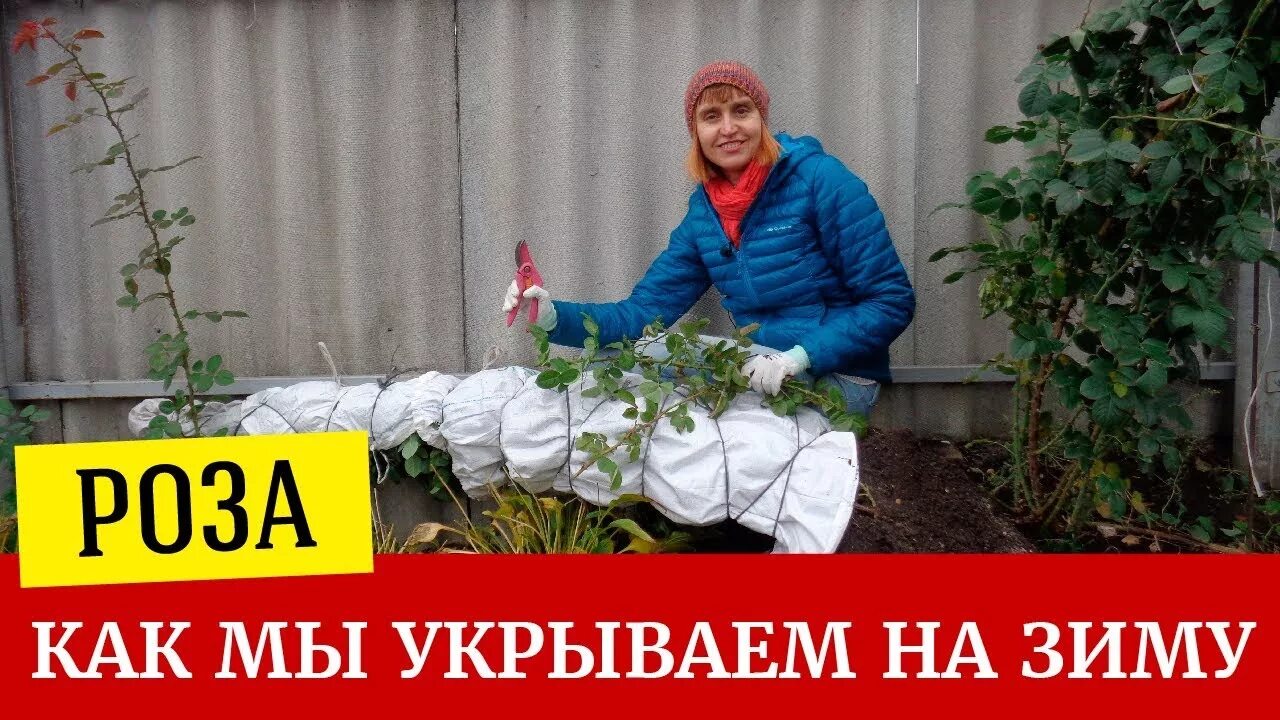 Как правильно укрыть плетистую розу на зиму. Укрытие плетистых роз на зиму. подготовка плетистой розы к зиме. укрытие плетистых роз на зиму фото.