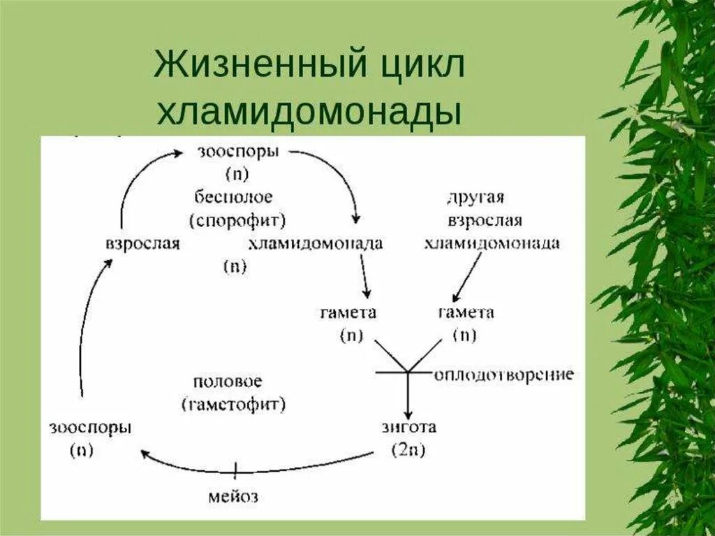 Подобные циклы. Жизненный цикл ламинарии схема. Жизненный цикл водорослей схема. Жизненный цикл хламидомонады схема. Жизненный цикл растений улотрикса.